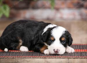 male mini bernedoodle near Chicago Illinois