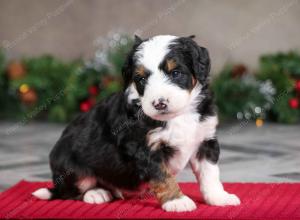 male mini bernedoodle near Chicago Illinois