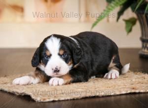 tri-colored mini bernedoodle near Chicago Illinois