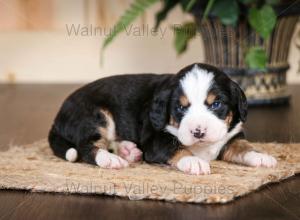 tri-colored mini bernedoodle near Chicago Illinois