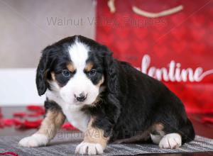 tri-colored mini bernedoodle near Chicago Illinois