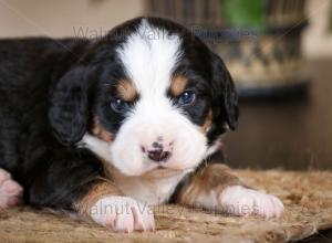 tri-colored mini bernedoodle near Chicago Illinois