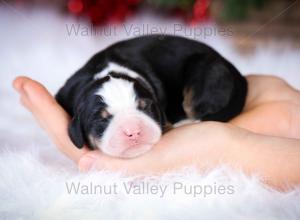 tri-colored mini bernedoodle near Chicago Illinois