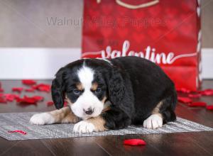 tri-colored mini bernedoodle near Chicago Illinois