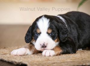 tri-colored mini bernedoodle near Chicago Illinois