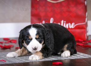 tri-colored mini bernedoodle near Chicago Illinois