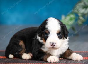 tri-colored male mini bernedoodle near Chicago Illinois