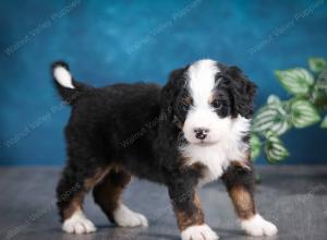 tri-colored male mini bernedoodle near Chicago Illinois