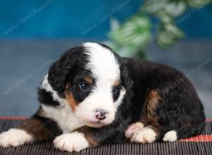 tri-colored male mini bernedoodle near Chicago Illinois