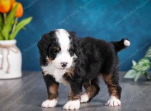 tri-colored male mini bernedoodle near Chicago Illinois