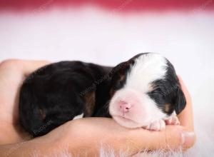 tri-colored male mini bernedoodle near Chicago Illinois