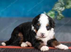 tri-colored male mini bernedoodle near Chicago Illinois