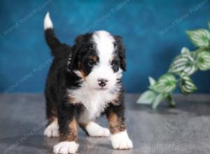 tri-colored male mini bernedoodle near Chicago Illinois