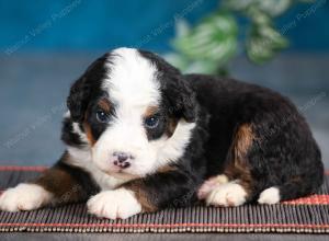 tri-colored male mini bernedoodle near Chicago Illinois