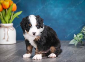 tri-colored male mini bernedoodle near Chicago Illinois