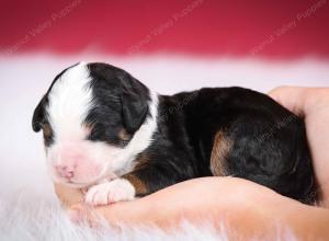 tri-colored male mini bernedoodle near Chicago Illinois