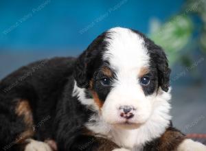 tri-colored male mini bernedoodle near Chicago Illinois