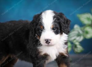 tri-colored male mini bernedoodle near Chicago Illinois