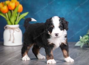 tri-colored male mini bernedoodle near Chicago Illinois