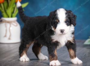 tri-colored male mini bernedoodle near Chicago Illinois