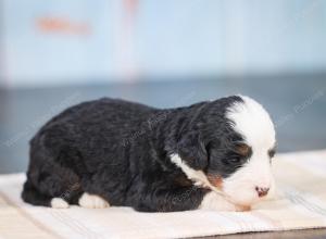 Mini bernedoodle near Chicago Illinois 