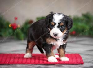 female mini bernedoodle near Chicago Illinois