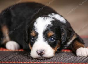 female mini bernedoodle near Chicago Illinois