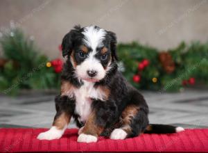 female mini bernedoodle near Chicago Illinois