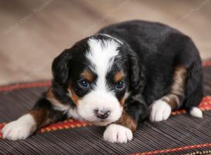 female mini bernedoodle near Chicago Illinois