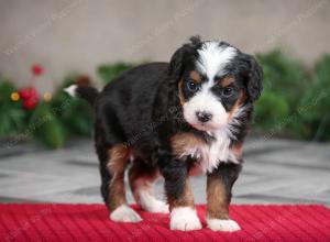 female mini bernedoodle near Chicago Illinois