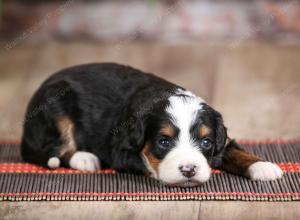 female mini bernedoodle near Chicago Illinois