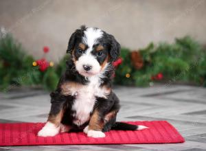 female mini bernedoodle near Chicago Illinois