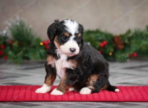 female mini bernedoodle near Chicago Illinois