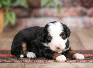 male mini bernedoodle near Chicago Illinois