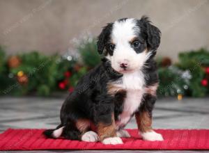 male mini bernedoodle near Chicago Illinois