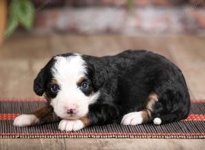 male mini bernedoodle near Chicago Illinois