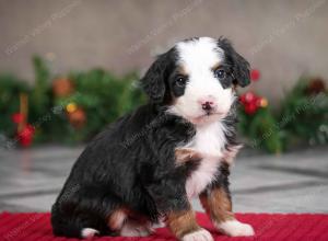 male mini bernedoodle near Chicago Illinois