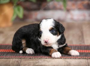 male mini bernedoodle near Chicago Illinois