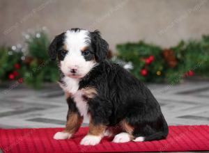 male mini bernedoodle near Chicago Illinois