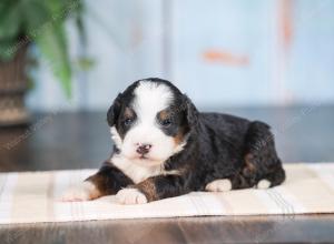 Mini bernedoodle near Chicago Illinois 