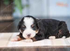 Mini bernedoodle near Chicago Illinois 