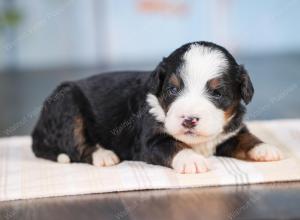 Mini bernedoodle near Chicago Illinois 