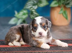 Blue merle female mini bernedoodle near Chicago Illinois