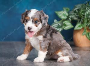 Blue merle female mini bernedoodle near Chicago Illinois