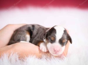 Blue merle female mini bernedoodle near Chicago Illinois