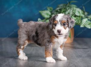 Blue merle female mini bernedoodle near Chicago Illinois