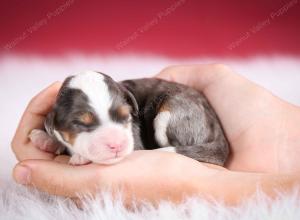 Blue merle female mini bernedoodle near Chicago Illinois