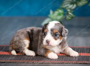 Blue merle female mini bernedoodle near Chicago Illinois