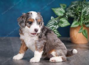 Blue merle female mini bernedoodle near Chicago Illinois