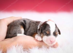 Blue merle female mini bernedoodle near Chicago Illinois